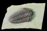 Massive, Flexicalymene Trilobite - Richwood, Kentucky #156521-2